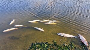 Νεκρά ψάρια στον Αποσελέμη: Το ΕΛΚΕΘΕ αναζητά την αιτία- Δείτε βίντεο