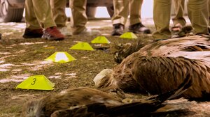 CSI για την προστασία άγριας ζωής και στην Κρήτη, όπου οι άνθρωποι αποτελούν πραγματική απειλή!