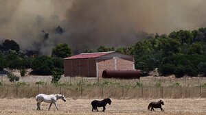 Μάνδρα: Επιχείρηση απεγκλωβισμού ζώων από την Αστυνομία