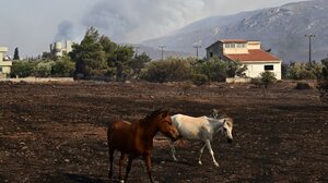Φεύγουν τα άλογα από τον ιππικό όμιλο στην Ανάβυσσο