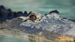 Συνεχίζονται οι έρευνες για τον “κροκόδειλο” στη Ρόδο