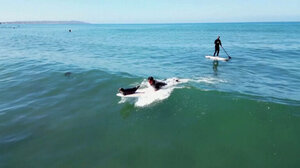 Η φώκια που πηδάει στις σανίδες των σέρφερς και καβαλά τα κύματα