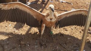 Υποφέρουν από τις υψηλές θερμοκρασίες τα αρπακτικά στην Κρήτη