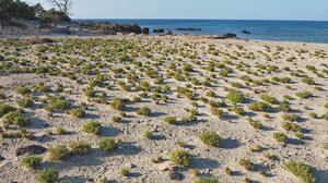 Η Χρυσή αρχίζει να.. αναγεννιέται από τις στάχτες της!