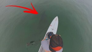 Ανέμελος κωπηλάτης σε άγνοια κινδύνου - Δείτε βίντεο