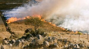 Πυρκαγιά σε χαμηλή βλάστηση στην περιοχή Ακόντιο Βοιωτίας 