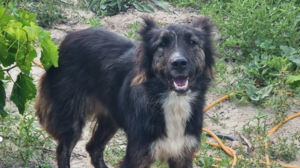 Έσωσαν έναν σκύλο που υπέφερε από τον καύσωνα!