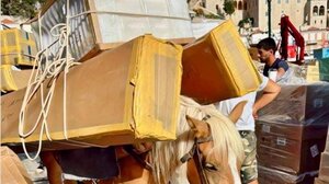 Υδρα: Οργή για την κακοποίηση ζώου