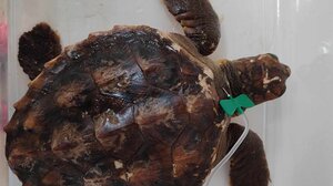 Ένα χελωνάκι Caretta Caretta... νοσηλεύεται στο Ενυδρείο Κρήτης!