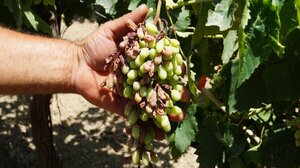 Τις ζημιές από τον καύσωνα δηλώνουν οι παραγωγοί στην Ιεράπετρα