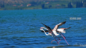 Τράβηξαν τα βλέμματα τα φλαμίνγκο στον υδροβιότοπο 