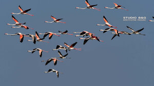 Δεκάδες φλαμίνγκο επισκέφθηκαν το Ναύπλιο 