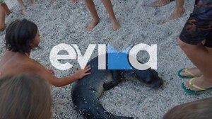 Φώκια βγήκε στη στεριά σε παραλία της Εύβοιας και έπαιξε με τους λουόμενους