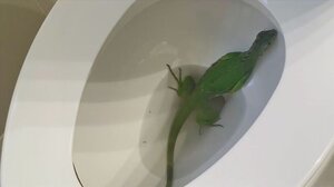 Ιγκουάνα τρύπωσε σε... τουαλέτα σπιτιού