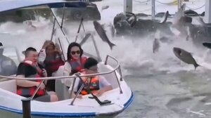 Φρενίτιδα ψαριών προκαλεί φόβους για σεισμό στην Κίνα