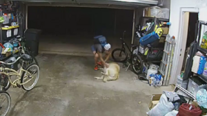 Μπήκε σε σπίτι για να κλέψει και δέχθηκε επίθεση... αγάπης από τον σκύλο