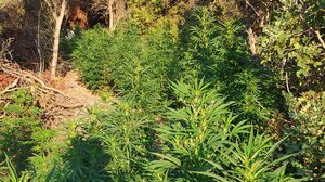 Χασισοφυτεία: το συνθηματικό στο κινητό, οι χαμένες αίγες και το απλήρωτο ρεύμα