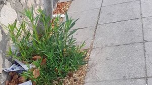 Το πάρκο, ο δρόμος και τα σκουπίδια