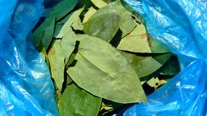 Κολομβία: Νέα ρεκόρ των καλλιεργειών κόκας και της παραγωγής κοκαΐνης το 2022