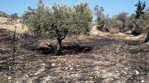 Φωτιά σε αγροτική περιοχή στο δήμο Γόρτυνας- Φωτογραφίες