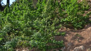 Εντόπισαν και ξερίζωσαν πάνω από 1.000 δενδρύλλια κάνναβης!