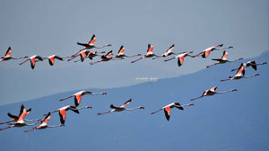 Γέμισε πανέμορφα φλαμίνγκο ο υδροβιότοπος στο Ναύπλιο - Φωτογραφίες