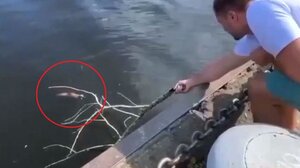 Σκιουράκι διασώζεται από περαστικό