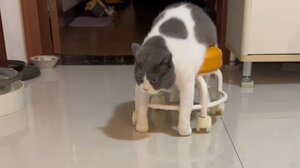 Ο τεμπέλης αλλά εφευρετικός γάτος!