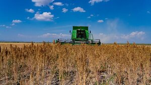 Κινόα: Καινοτόμος καλλιέργεια με λαμπρό μέλλον στην Ελλάδα