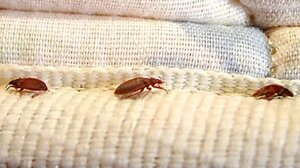 Πόσο επικίνδυνο είναι το τσίμπημα του κοριού