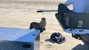 Φώκια δάγκωσε γυναίκα και πέθανε από στρες