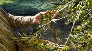 To περσινό λάδι, η φετινή 'εκτόξευση' της τιμής και το αδιέξοδο στα ελαιουργεία