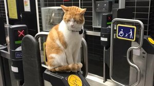 Η γάτα που καλωσορίζει καθημερινά τους επιβάτες του μετρό