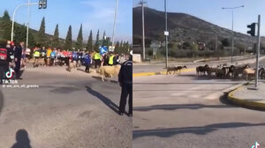Μαραθώνιος για δρομείς και ... πρόβατα!