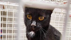 Παράλυτη και ... με χρέη, η γατούλα που πυροβόλησαν