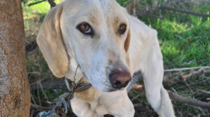 Αλυσόδεσαν σκυλίτσα στην ερημιά για να πεθάνει!