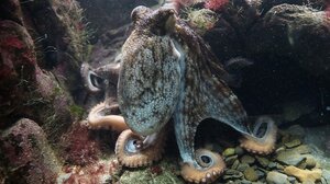 Βγήκε ... χταπόδι στη στεριά!