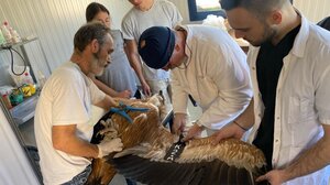 Ετοιμοι για την απελευθέρωσή τους οι γύπες που έπεσαν θύματα του καύσωνα