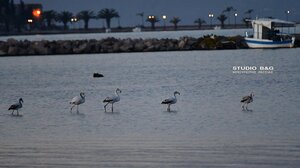 Μεσοχειμωνιάτικες καταμετρήσεις πτηνών στο Ναύπλιο - Δείτε εικόνες