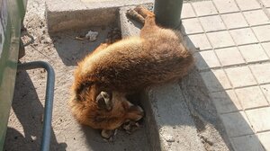 Νεκρή αλεπού στην Παραλιακή