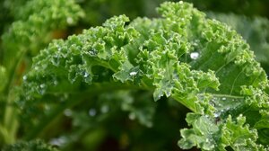 Λαχανίδα (kale): Τα top 5 οφέλη για την υγεία σας