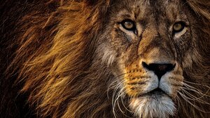 Γερμανία: Αποφάσισαν να θανατώσουν 12 υγιείς μπαμπουίνους και να τους πετάξουν στα λιοντάρια!