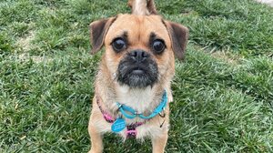 Ραγίζει καρδιές η αντίδραση σκύλου όταν συνειδητοποιεί ότι η οικογένεια του τον παραδίδει στο καταφύγιο - Βίντεο