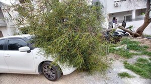 Ψάχνουν να βρουν σε ποιον ανήκει το ... δέντρο που έπεσε πάνω στο αυτοκίνητο!