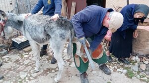 Αν το γαϊδουράκι ή το μουλάρι σας χρειάζεται φροντίδα ... η Φιλοζωική Κρήτης έρχεται!