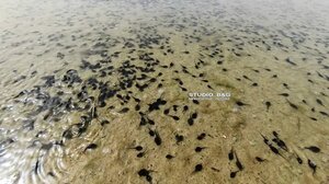 Ναύπλιο: Εκατομμύρια γυρίνοι αναπτύσσονται σε στάσιμα νερά