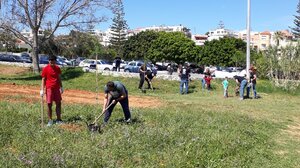 Δεκάδες νέα δέντρα στους Αγίους Αποστόλους και τη Χρυσή Ακτή