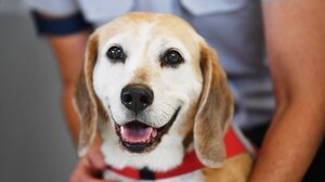 Βόλος: Κατακρεούργησαν αδέσποτο σκυλί σε πυλωτή!