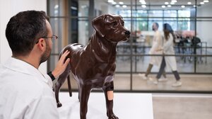 Ισχυρό πτυχίο κτηνιατρικής από το Ευρωπαϊκό Πανεπιστήμιο Κύπρου