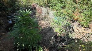 Συνελήφθη ο νεαρός καλλιεργητής της μίνι φυτείας στον Μυλοπόταμο